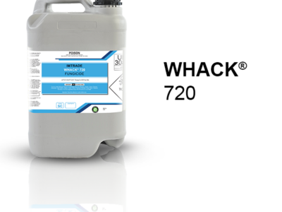 whack-720