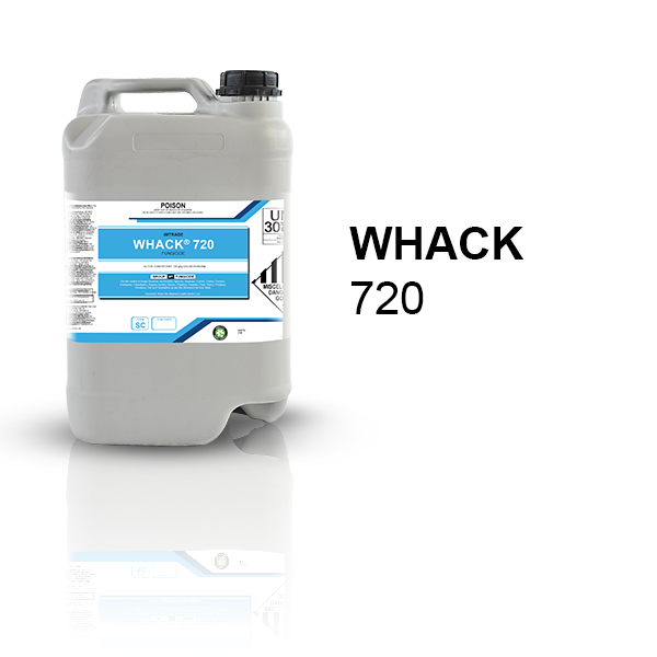 Whack-720-Website-Square-Picturee.png