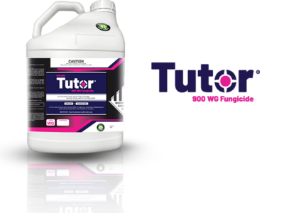 Tutor 900 WG Website Square Picture - WEB